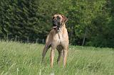 DOGUE ALLEMAND 537